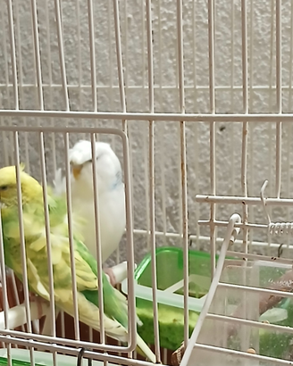 Coppia cocorite hagoromo e gabbia