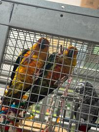 Pappagalli conura de sole