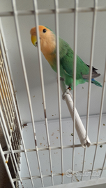 Inseparabili