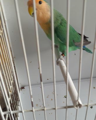 Inseparabili