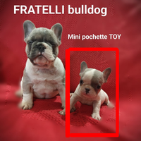 Bulldog francese TOY 2 mesi