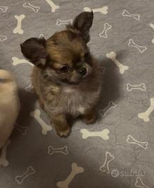 Cuccioli di chihuahua