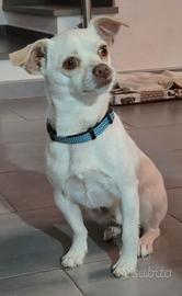 Cucciolo in donazione