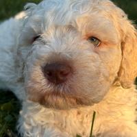 Lagotto romagnolo