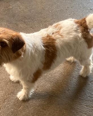 Jack Russell femmina adulta