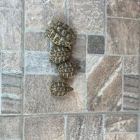 Tartarughe di terra Hermanni