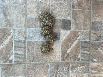 Tartarughe di terra Hermanni