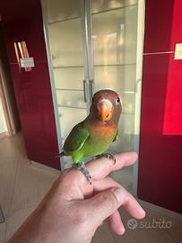 Inseparabile allevato a mano