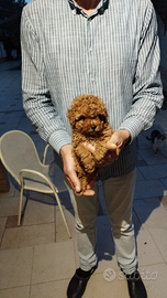 Barboncini con test genetici