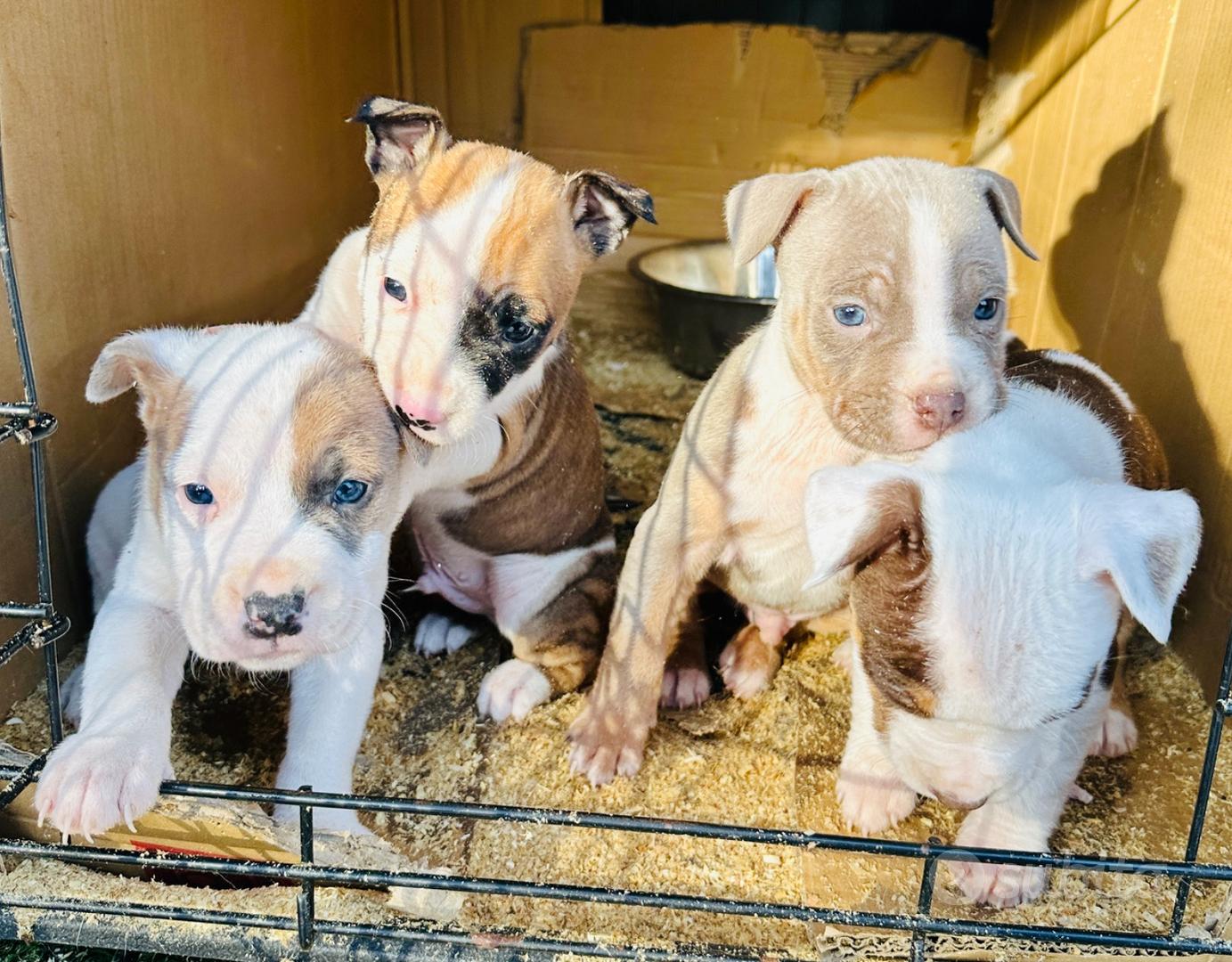 Pitbull - Animali In vendita a Varese