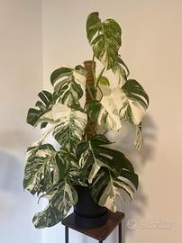 Monstera Albo Variegata