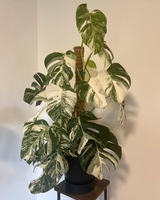 Monstera Albo Variegata