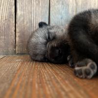 Cuccioli Lupo Cecoslovacco