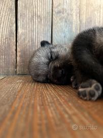 Cuccioli Lupo Cecoslovacco