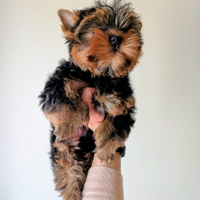 Yorkshire Terrier con Pedigree ENCI