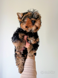 Yorkshire Terrier con Pedigree ENCI