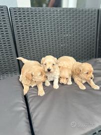 maltipoo toy 