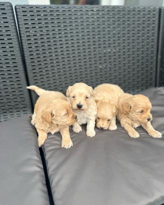 maltipoo toy 