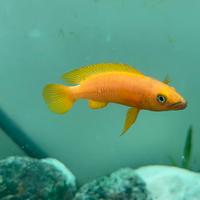 Pesci Neolamprologus leleupi