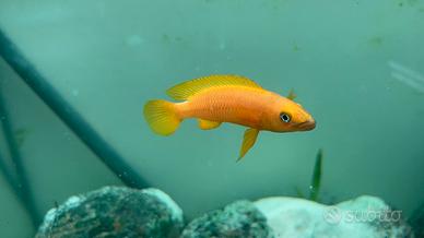 Pesci Neolamprologus leleupi