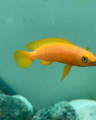 Pesci Neolamprologus leleupi