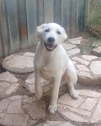 Cucciolo mix Abruzzese