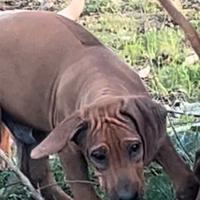 Rhodesian Ridgeback