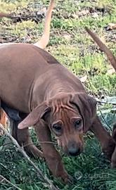 Rhodesian Ridgeback