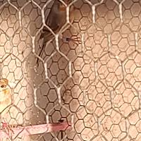 Ibridi cardellino femmine