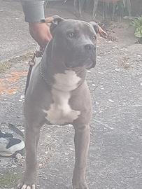 Cucciolo Pitbull blunose