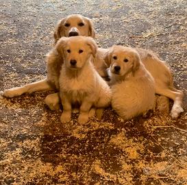 Cucciolo maschio di golden retriver