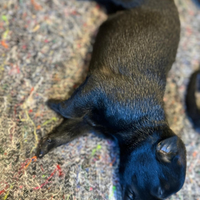 Cuccioli pastore belga Malinois