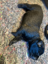 Cuccioli pastore belga Malinois