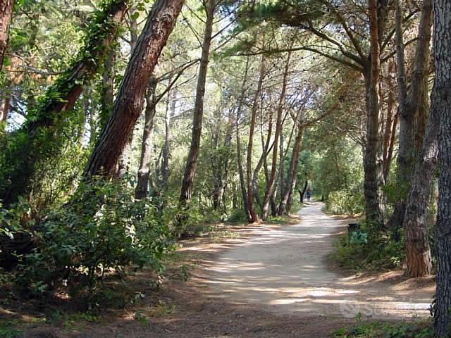 Apartment in San Vincenzo, Livorno - Vista 4