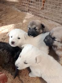 Cuccioli incrocio Pastore del Caucaso