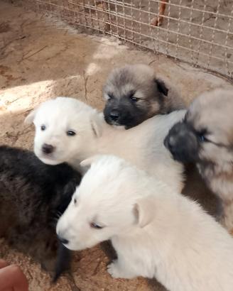 Cuccioli incrocio Pastore del Caucaso