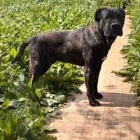Thor cane corso