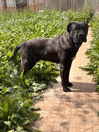 Thor cane corso