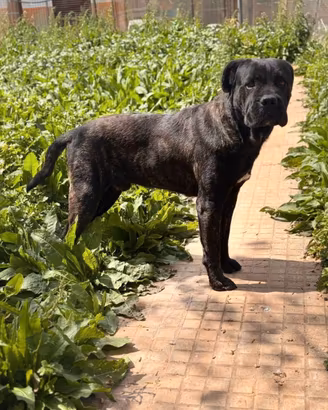 Thor cane corso