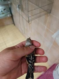 Cardellino