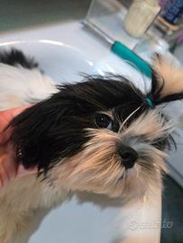 shih tzu maschio