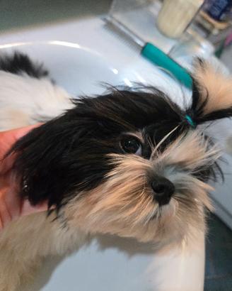 shih tzu maschio
