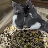 Cuccioli di ratto domestico (Fancy rat)