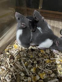 Cuccioli di ratto domestico (Fancy rat)