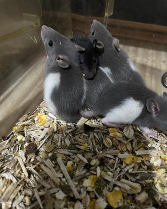 Cuccioli di ratto domestico (Fancy rat)