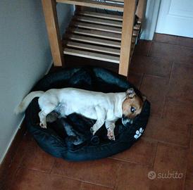 Jack Russell Terrier maschio disponibile per monta