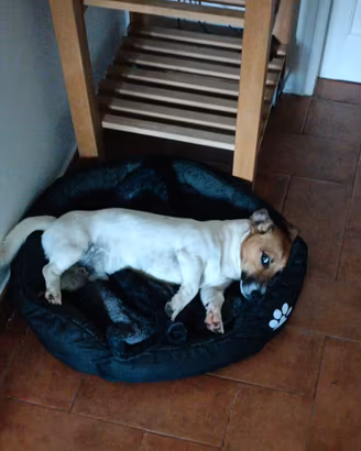 Jack Russell Terrier maschio disponibile per monta