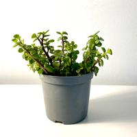 Portulacaria Afra 10 rametti/talee
