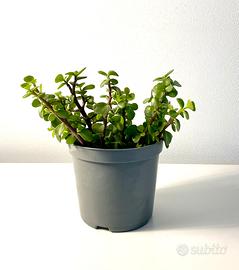 Portulacaria Afra 10 rametti/talee