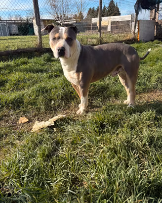 Pitbull UKC